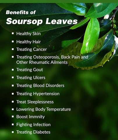 Organic Soursop Leaves(Dried-50pcs)