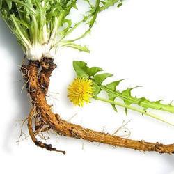 Dandelion Root Moss Blend(blood pressure, diabetes, liver)