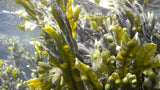 Multivitamins Gel - irish or sea moss & bladderwrack, organic burdock root