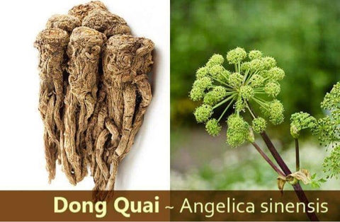 Organic Dong Quai Moss Gel(menopause)